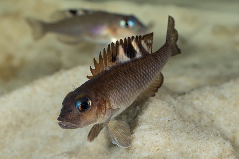 Lamprologus kungweensis 'Burton Bay'